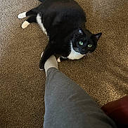 Storm is registered to the contest to win money with this photo: affectionate, animal, black_and_white_cat, black_fur, carpet, cat, cozy, cute, domestic_cat, foot, green_eyes, indoor, laying_down, paw, person, pet, playful, relaxed, sock, white_paws