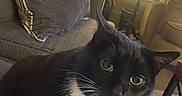 Storm is registered to the contest to win money with this photo: black_and_white, cat, couch, cozy, curious, cushion, domestic_animal, feline, fur, green_eyes, household, indoor, lamp, living_room, pet, relaxed, rug, table, tuxedo_cat, whiskers