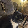 Storm is registered to the contest to win money with this photo: cat, tuxedo_cat, green_eyes, couch, cushion, indoor, lamp, table, rug, whiskers, pet, feline, living_room, cozy, curious, black_and_white, fur, household, domestic_animal, relaxed