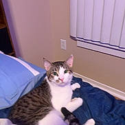 Alfred joined the competition — help win amazing prizes! bed, blanket, brown, cat, cozy, curtains, domestic_animal, feline, furniture, indoor, looking, pet, pillow, relaxed, resting, sleepy, striped, tabby_cat, white, window