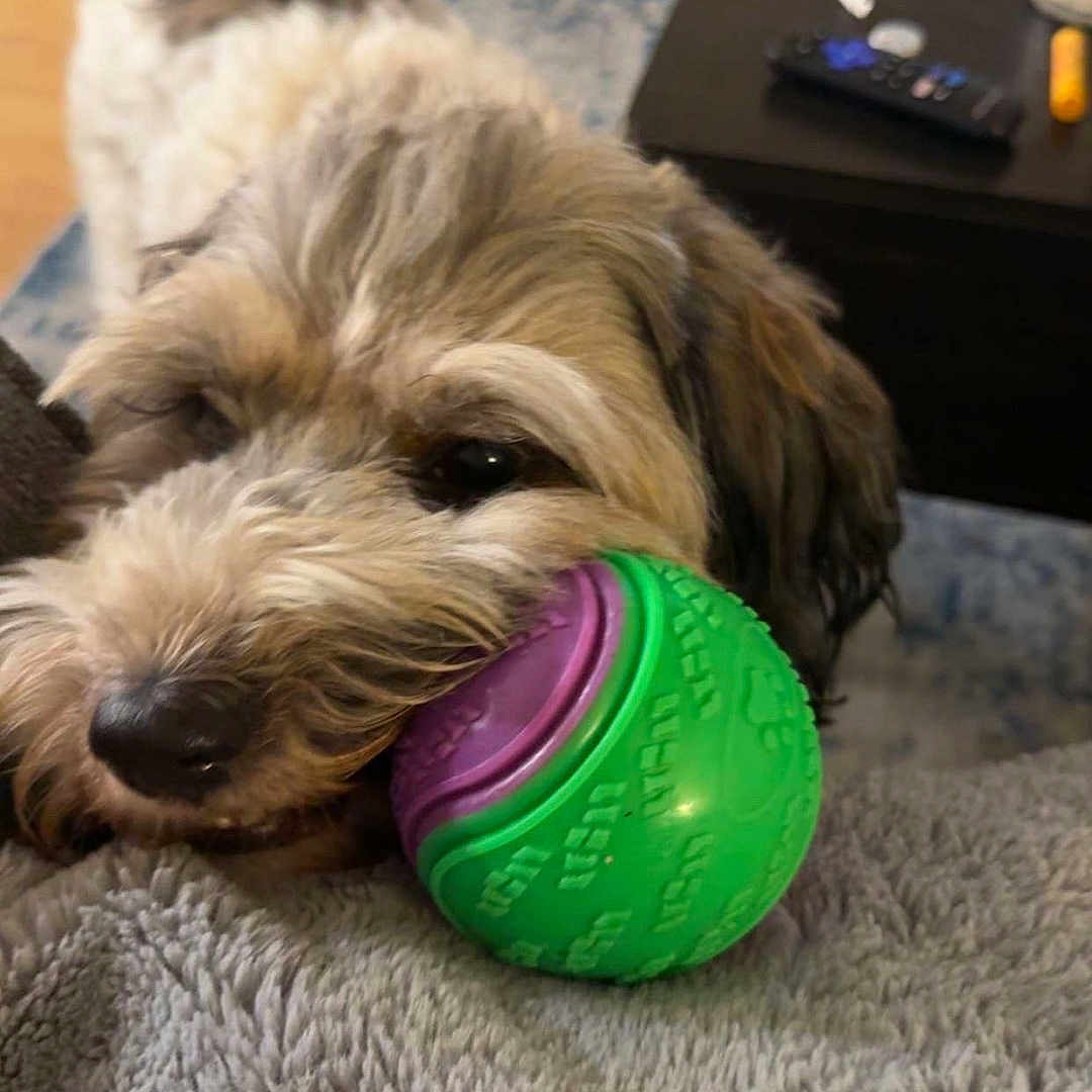 Buddha Bradford joined the competition — help win amazing prizes! animal, ball, blanket, carpet, closeup, cozy, cute, dog, domestic, fur, home, indoor, muzzle, pet, playful, remote_control, resting, table, toy, wooden_floor