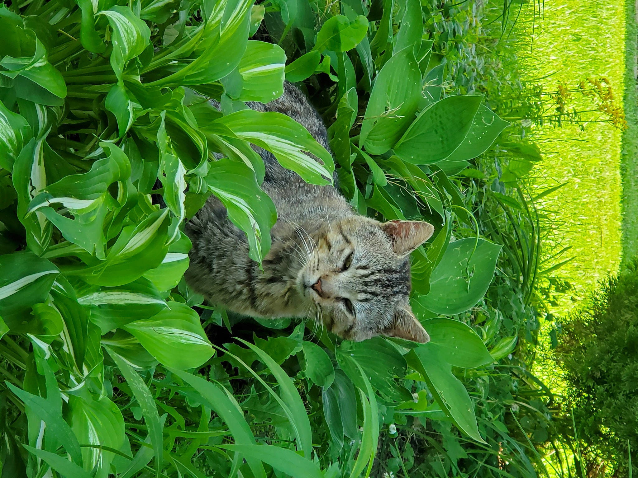 Leo joined the competition — help win amazing prizes! carnivore, cat, domestic_short_haired_cat, dragon_li, european_shorthair, felidae, grass, green, groundcover, herb, leaf, organism, pixie_bob, plant, rusty_spotted_cat, shrub, small_to_medium_sized_cats, tabby_cat, whiskers, wild_cat