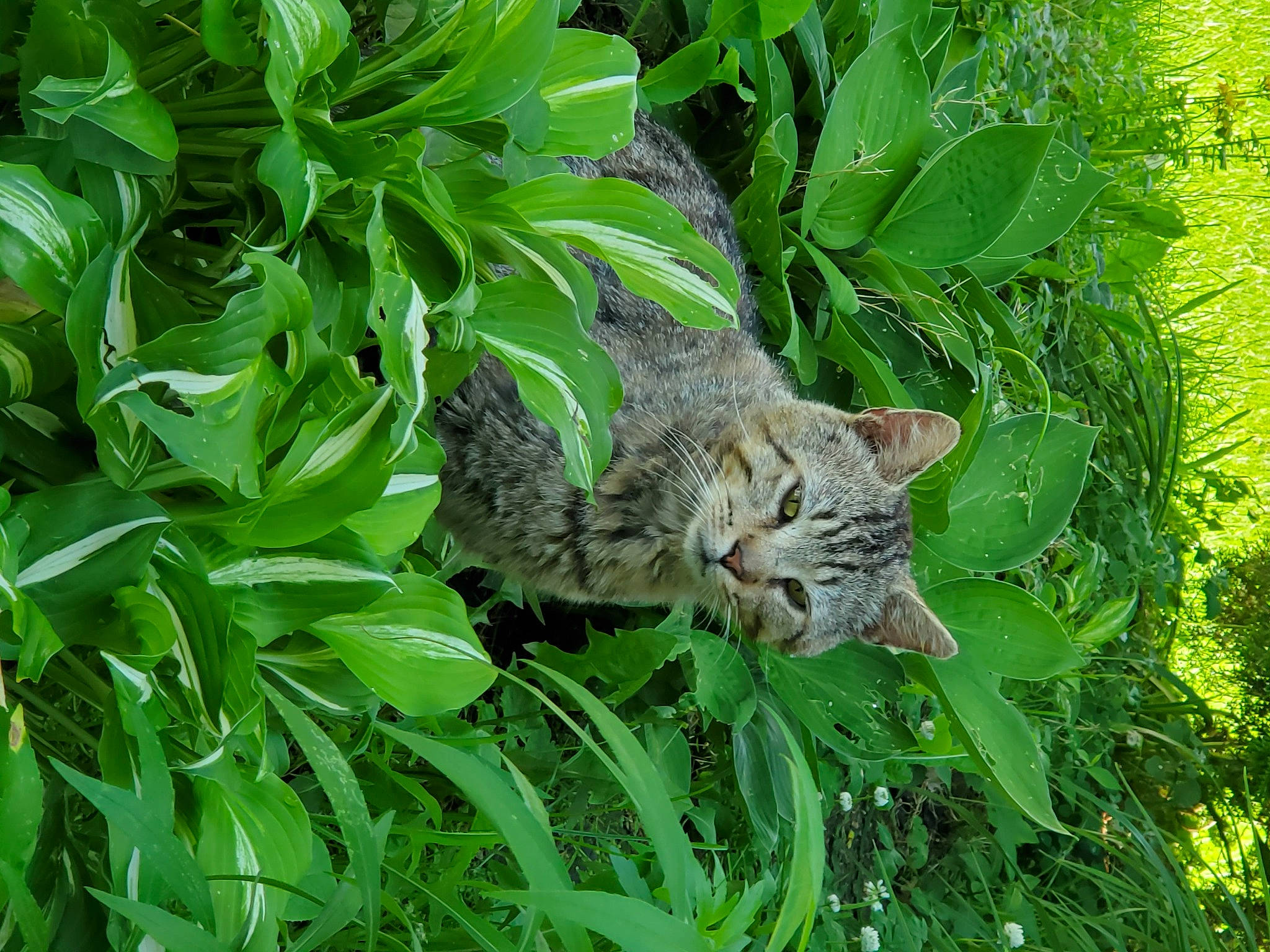 Leo is registered to the contest to win money with this photo: carnivore, cat, domestic_short_haired_cat, dragon_li, european_shorthair, felidae, grass, green, groundcover, herb, leaf, organism, pixie_bob, plant, rusty_spotted_cat, small_to_medium_sized_cats, tabby_cat, whiskers, wild_cat, wildlife
