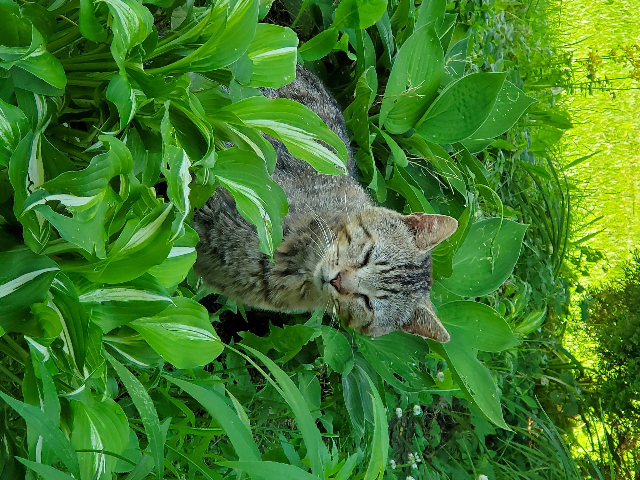 Leo joined the competition — help win amazing prizes! bobcat, carnivore, cat, domestic_short_haired_cat, european_shorthair, felidae, grass, green, groundcover, herb, leaf, lynx, organism, pixie_bob, plant, small_to_medium_sized_cats, tabby_cat, whiskers, wild_cat, wildlife