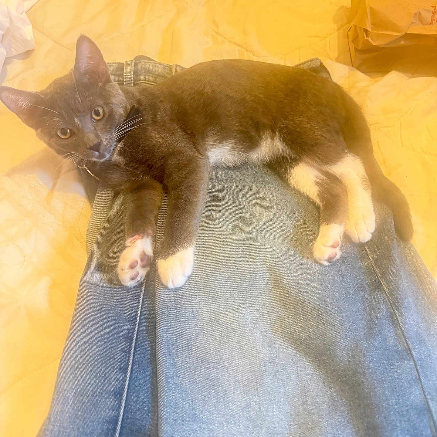 Rico