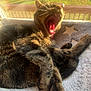 cat, tabby, yawning, pet, feline, cozy, blanket, star_pattern, sunlight, window, outdoor_view, grass, tree, paw, whiskers, relaxing, animal, domestic, fur, resting