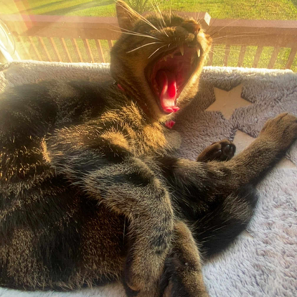 Luna joined the competition — help win amazing prizes! animal, blanket, cat, cozy, domestic, feline, fur, grass, outdoor_view, paw, pet, relaxing, resting, star_pattern, sunlight, tabby, tree, whiskers, window, yawning