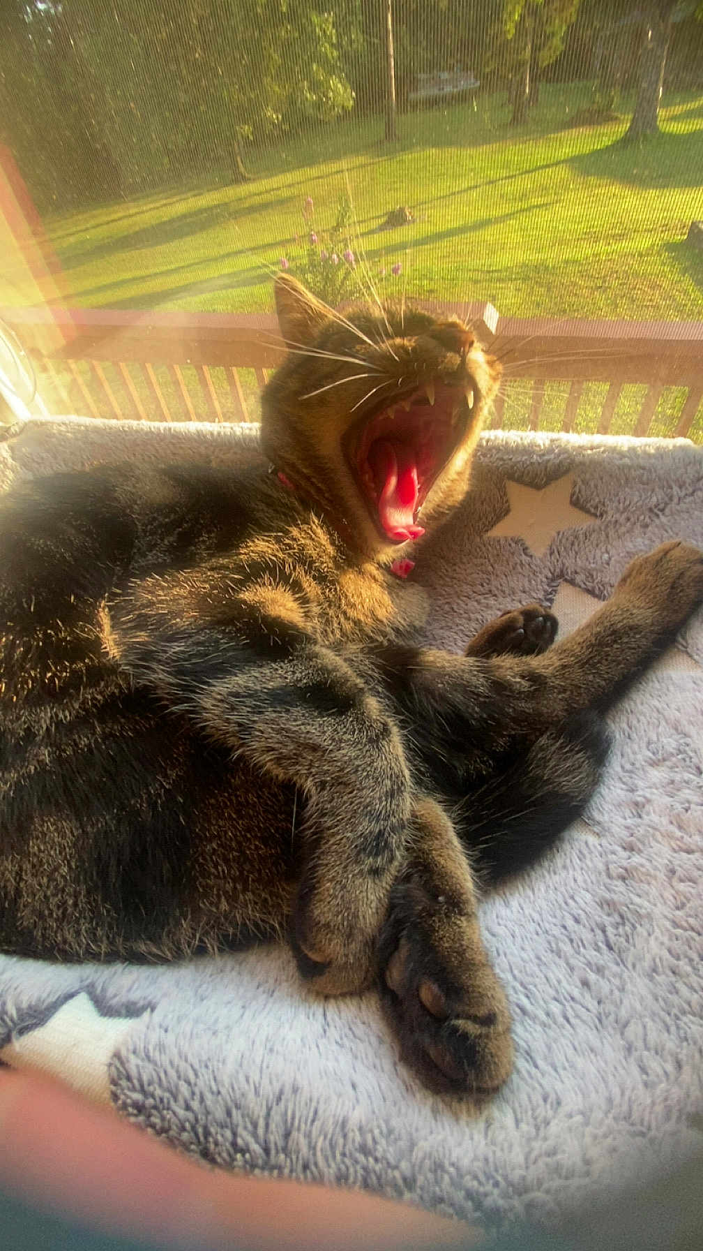 Luna joined the competition — help win amazing prizes! cat, tabby, yawning, pet, feline, cozy, blanket, star_pattern, sunlight, window, outdoor_view, grass, tree, paw, whiskers, relaxing, animal, domestic, fur, resting