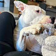 Ares participe au concours pour gagner de l'argent avec cette photo : dog, white_dog, plush_toy, indoor, furniture, person, lap, black_pants, cozy, pet, home, relaxed, toy, animal, domestic, comfort, couch, background, ear, paw