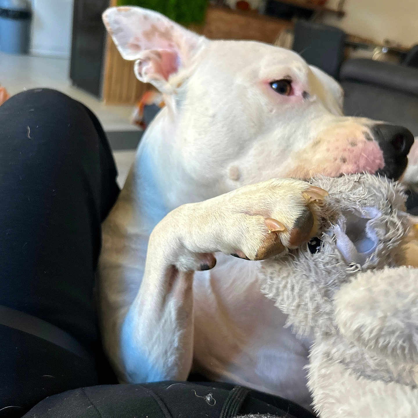 Ares participe au concours pour gagner de l'argent avec cette photo : dog, white_dog, plush_toy, indoor, furniture, person, lap, black_pants, cozy, pet, home, relaxed, toy, animal, domestic, comfort, couch, background, ear, paw