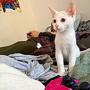 Ivar participe au concours pour gagner de l'argent avec cette photo : bed, blanket, clothing, controller, curious, cute, furniture, gaming, indoor, kitten, person, pet, photo, pillow, playful, poster, relaxing, technology, wall, white_cat