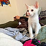 bed, blanket, clothing, controller, curious, cute, furniture, gaming, indoor, kitten, person, pet, photo, pillow, playful, poster, relaxing, technology, wall, white_cat