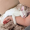 Ivar participe au concours pour gagner de l'argent avec cette photo : animal, arm, blanket, cat, cozy, cute, friendship, fur, human, indoor, kitten, nap, pet, pink_nose, relaxation, rest, sleeping, soft, star_pattern, white_cat