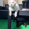 animal, artificial_turf, black_stool, black_table, cat, curious, ears, feline, green_floor, kitten, nose, outdoor, paw, pet, potted_plant, relaxing, sunlight, table, whiskers, white_cat