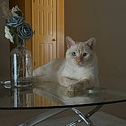 Frigolito joined the competition — help win amazing prizes! artificial_flowers, blue_eyes, calm, cat, cozy, cream_colored_cat, decor, door, flower_arrangement, furniture, glass_table, home_interior, indoor, pet, quiet, reflection, relaxed, still_life, tabletop, vase
