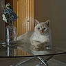 artificial_flowers, blue_eyes, calm, cat, cozy, cream_colored_cat, decor, door, flower_arrangement, furniture, glass_table, home_interior, indoor, pet, quiet, reflection, relaxed, still_life, tabletop, vase