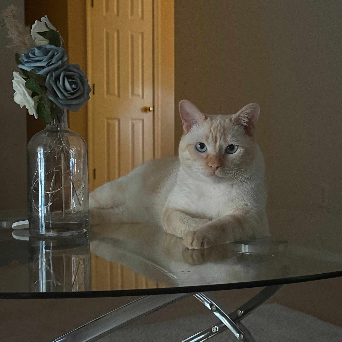 Frigolito joined the competition — help win amazing prizes! artificial_flowers, blue_eyes, calm, cat, cozy, cream_colored_cat, decor, door, flower_arrangement, furniture, glass_table, home_interior, indoor, pet, quiet, reflection, relaxed, still_life, tabletop, vase