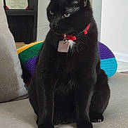 Tuxedo is registered to the contest to win money with this photo: black_cat, cat, pet, indoor, carpet, collar, red_collar, knitted_object, colorful, rainbow_colors, certificate, shelf, furniture, floor, animal, feline, domestic_cat, sitting, looking_away, calm
