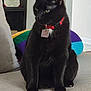 black_cat, cat, pet, indoor, carpet, collar, red_collar, knitted_object, colorful, rainbow_colors, certificate, shelf, furniture, floor, animal, feline, domestic_cat, sitting, looking_away, calm