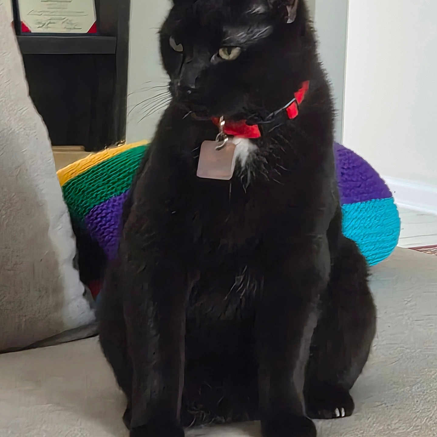 Tuxedo is registered to the contest to win money with this photo: animal, black_cat, calm, carpet, cat, certificate, collar, colorful, domestic_cat, feline, floor, furniture, indoor, knitted_object, looking_away, pet, rainbow_colors, red_collar, shelf, sitting