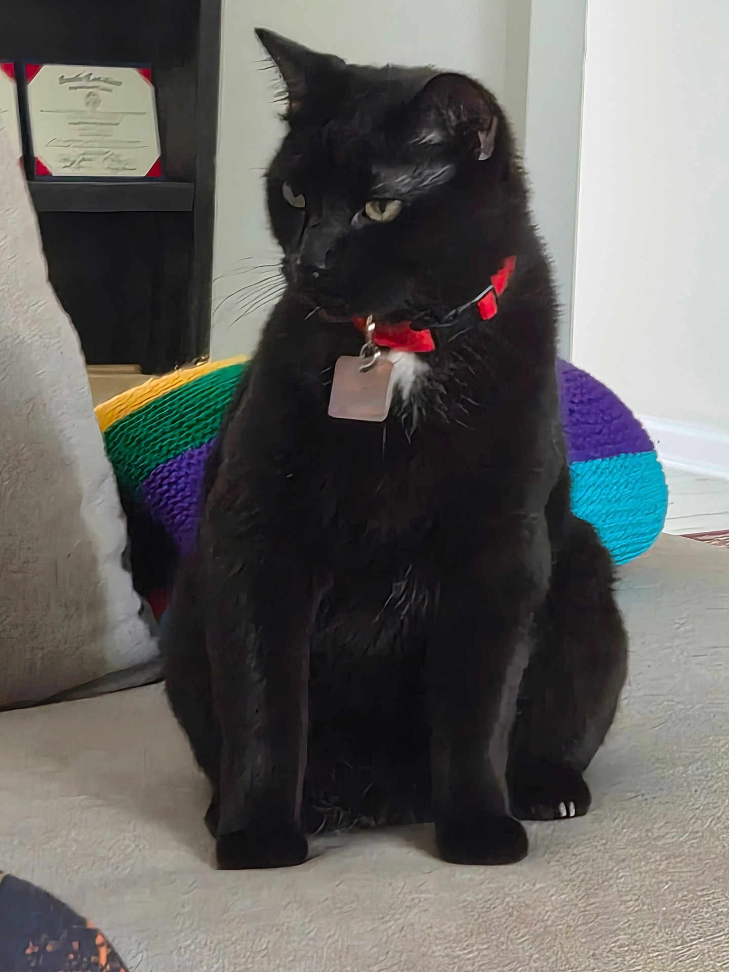 Tuxedo is registered to the contest to win money with this photo: black_cat, cat, pet, indoor, carpet, collar, red_collar, knitted_object, colorful, rainbow_colors, certificate, shelf, furniture, floor, animal, feline, domestic_cat, sitting, looking_away, calm