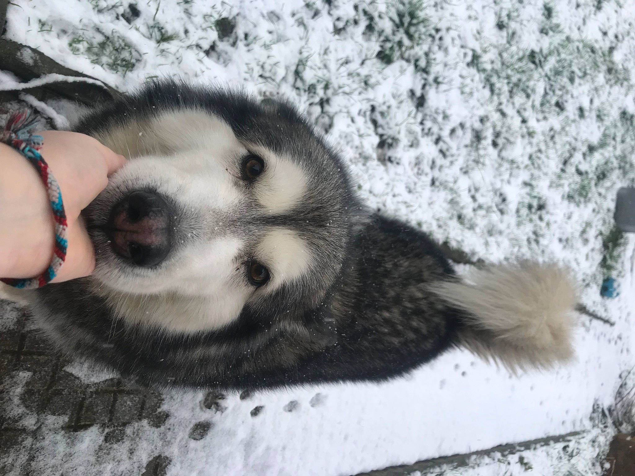 Jaynook a rejoint le concours — aidez-le/la à gagner de superbes lots ! canidae, carnivore, claw, companion_dog, dog, dog_breed, foot, fur, mustelidae, paw, sled_dog, snow, sporting_group, tail, terrestrial_animal, whiskers, working_animal