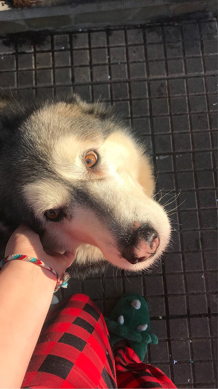 Jaynook participe au concours pour gagner de l'argent avec cette photo : canidae, canis, carnivore, companion_dog, dog, dog_breed, fang, fawn, flesh, fur, jaw, opossum, paw, sled_dog, snout, sporting_group, terrestrial_animal, whiskers, wolf, working_animal