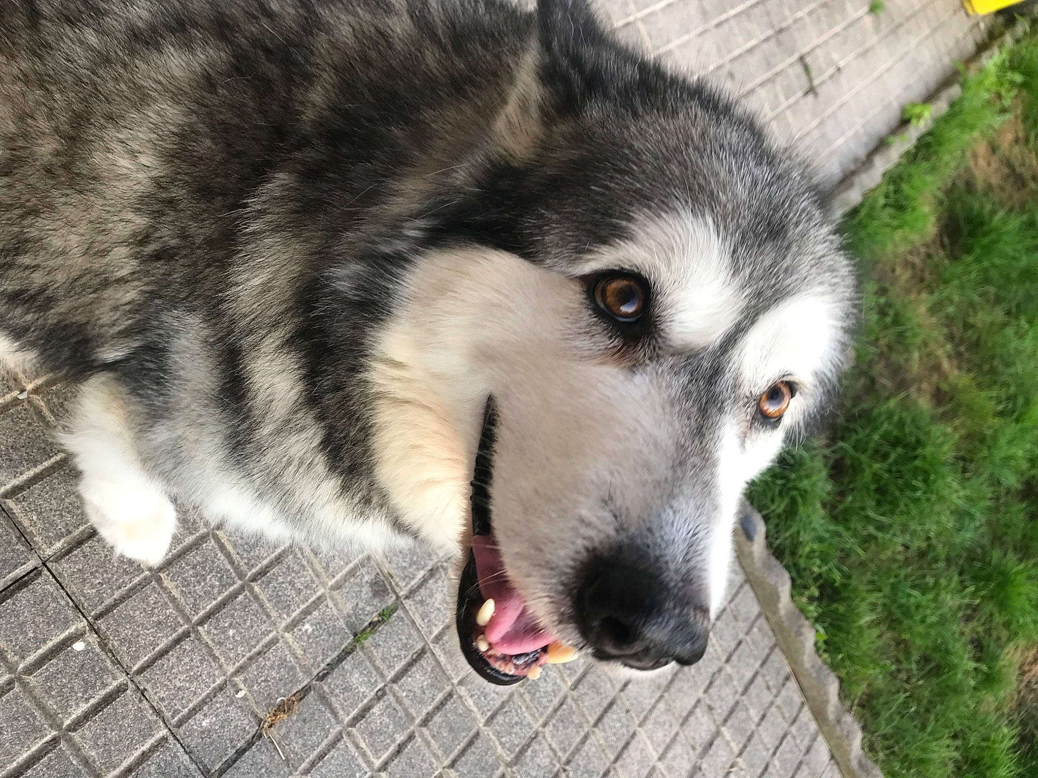 Jaynook participe au concours pour gagner de l'argent avec cette photo : ancient_dog_breeds, canidae, canis, canis_lupus_tundrarum, carnivore, dog, dog_breed, fur, grass, non_sporting_group, siberian_husky, sled_dog, snout, sporting_group, terrestrial_animal, whiskers, wildlife, wolf, working_animal, working_dog