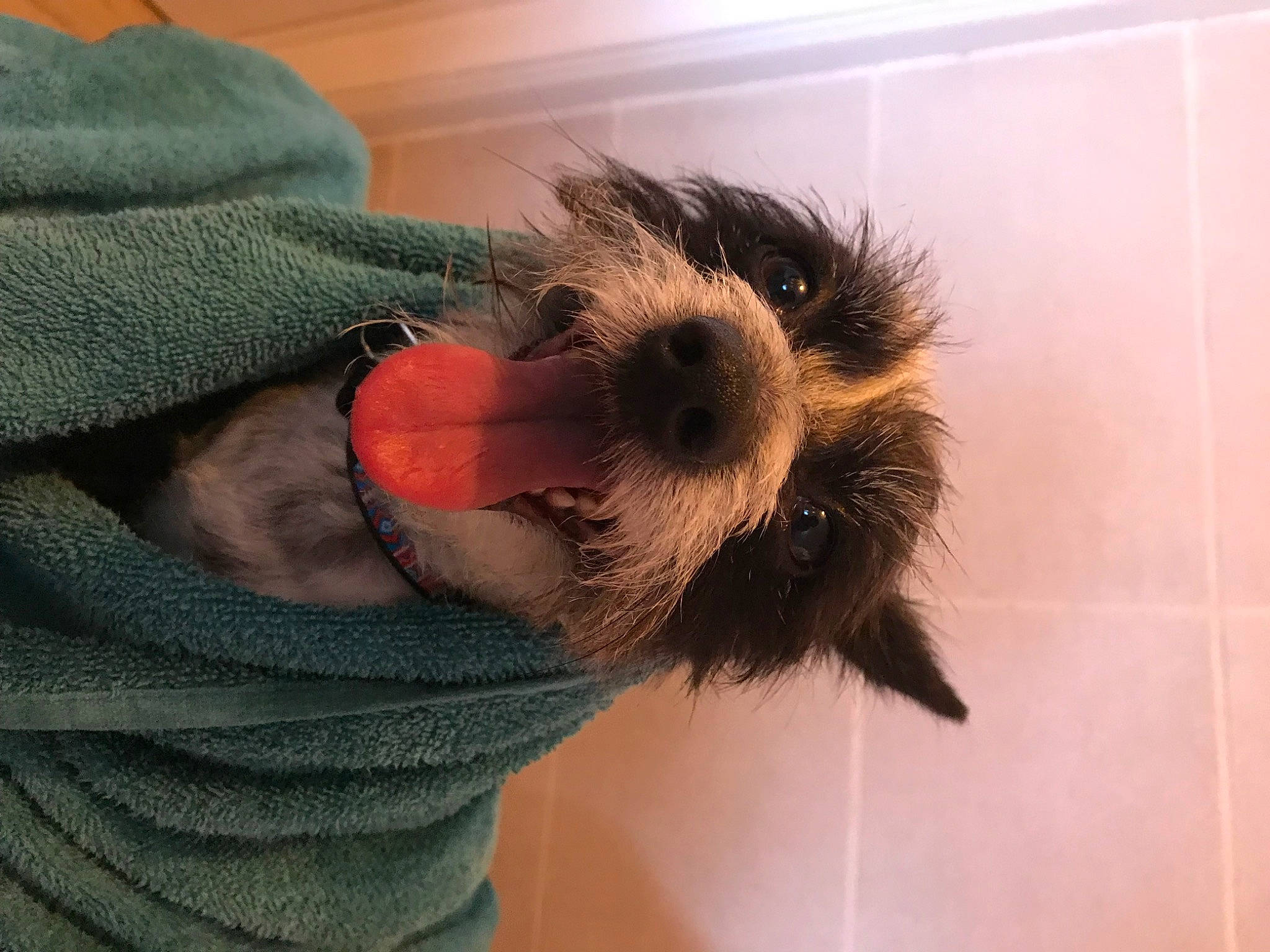 Sushi a rejoint le concours — aidez-le/la à gagner de superbes lots ! canidae, carnivore, companion_dog, dog, dog_breed, dog_clothes, dog_supply, fawn, fur, hat, small_terrier, snout, sporting_group, tail, terrier, toy, toy_dog, whiskers, wool, woolen