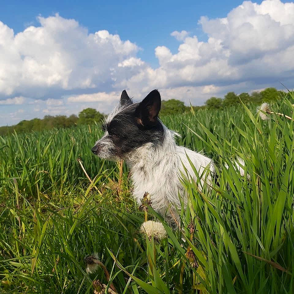 Sushi a rejoint le concours — aidez-le/la à gagner de superbes lots ! canidae, carnivore, cloud, companion_dog, cumulus, dog, dog_breed, grass, grass_family, grassland, herbaceous_plant, landscape, meadow, natural_landscape, pasture, plant, prairie, sky, sporting_group, whiskers