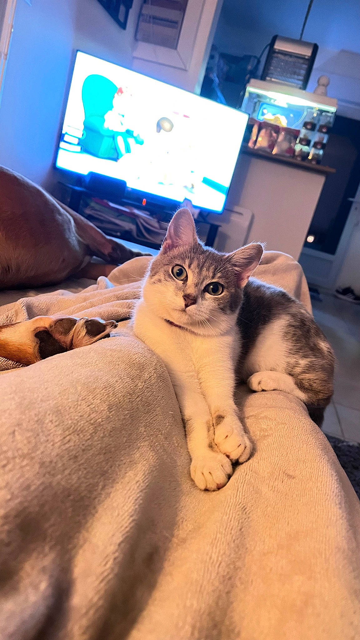 Toytoye a rejoint le concours — aidez-le/la à gagner de superbes lots ! carnivore, cat, comfort, couch, display_device, domestic_short_haired_cat, fawn, felidae, fur, lap, led_backlit_lcd_display, linens, mammal, picture_frame, small_to_medium_sized_cats, snout, television, television_set, vertebrate, whiskers