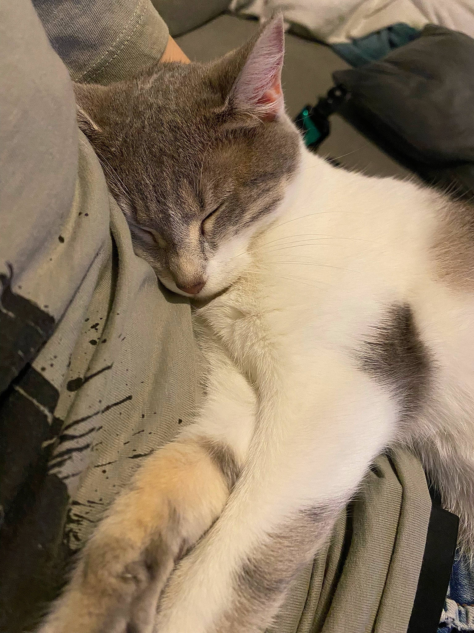 Toytoye participe au concours pour gagner de l'argent avec cette photo : carnivore, cat, claw, comfort, domestic_short_haired_cat, felidae, fur, nap, paw, sleep, small_to_medium_sized_cats, snout, terrestrial_animal, whiskers