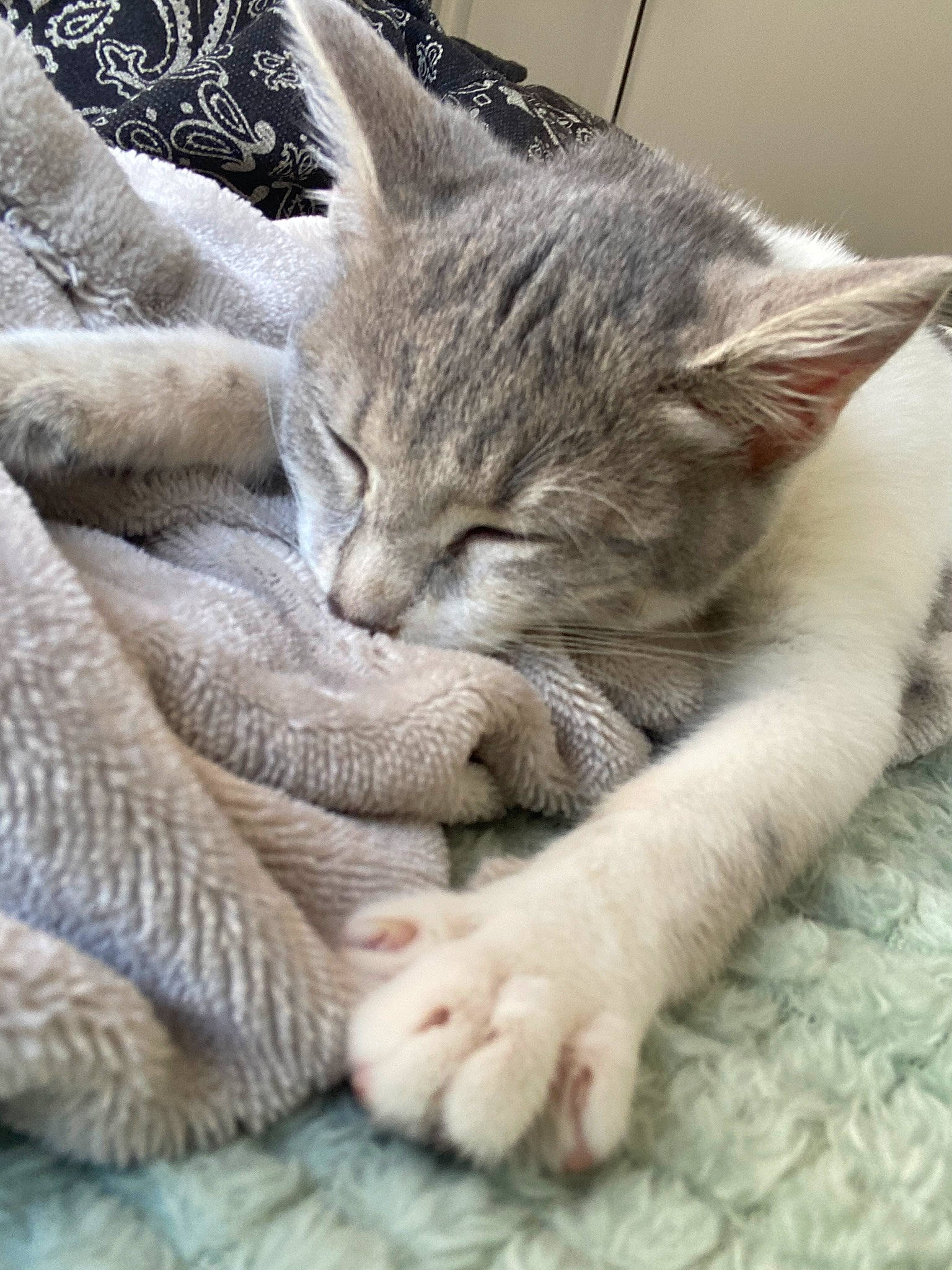 Toytoye participe au concours pour gagner de l'argent avec cette photo : carnivore, cat, cat_bed, claw, comfort, domestic_short_haired_cat, fawn, felidae, fur, gesture, grey, nap, paw, sleep, small_to_medium_sized_cats, snout, tail, whiskers