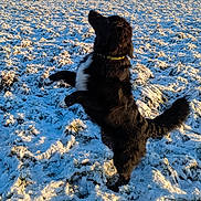 Arley a rejoint le concours — aidez-le/la à gagner de superbes lots ! dog, snow, field, outdoor, black_and_white, pet, animal, winter, sunlight, nature, grass, fur, collar, playful, canine, jumping, cold, daylight, landscape, tail