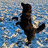 dog, snow, field, outdoor, black_and_white, pet, animal, winter, sunlight, nature, grass, fur, collar, playful, canine, jumping, cold, daylight, landscape, tail