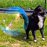 dog, black_dog, white_chest, grass, outdoor, sunny_day, bubbles, playful, pet, animal, joyful, green_grass, fence, summer, canine, nature, fun, active, happy, garden