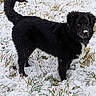 dog, black_dog, snow, grass, outdoor, animal, pet, fur, winter, nature, muzzle, tail, ears, portrait, standing, canine, cold, snow_covered, field, alert