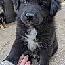 puppy, dog, black_fur, white_paws, white_chest, hand, outdoor, wicker_furniture, concrete, curious, pet, animal, cute, companion, friendship, young_dog, fur, tongue, background_dog, daylight