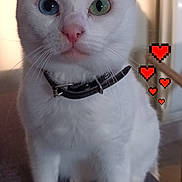 Choucoum participe au concours pour gagner de l'argent avec cette photo : cat, white_cat, heterochromia, blue_eye, green_eye, pet, collar, indoor, cute, feline, animal, sitting, portrait, neon_heart, pixel_heart, whiskers, fur, closeup, domestic_cat, adorable