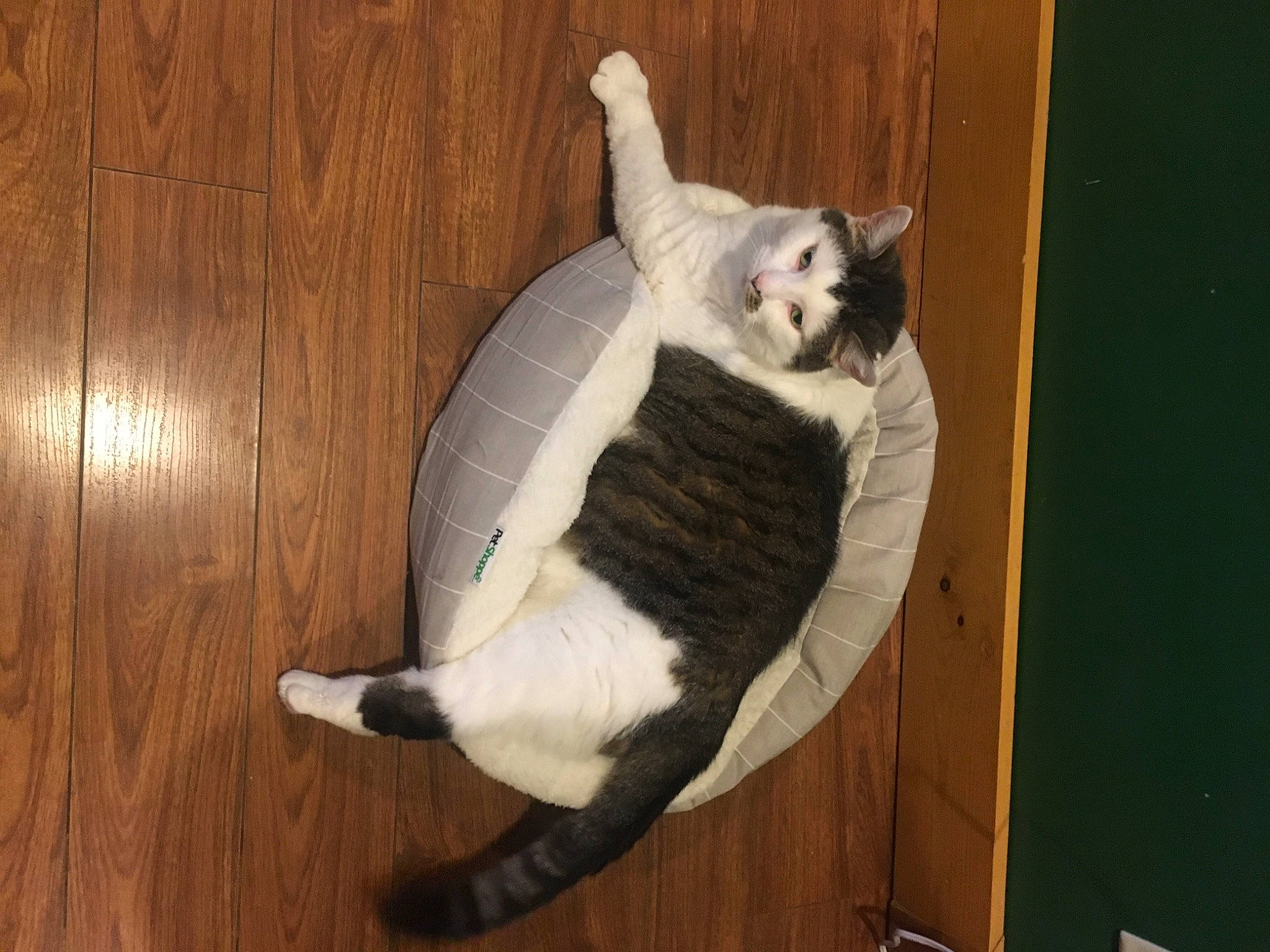 Booger joined the competition — help win amazing prizes! canidae, carnivore, cat, comfort, companion_dog, dog_breed, domestic_short_haired_cat, fawn, felidae, flooring, fur, hardwood, paw, small_to_medium_sized_cats, snout, sporting_group, tail, whiskers, wood, wood_stain