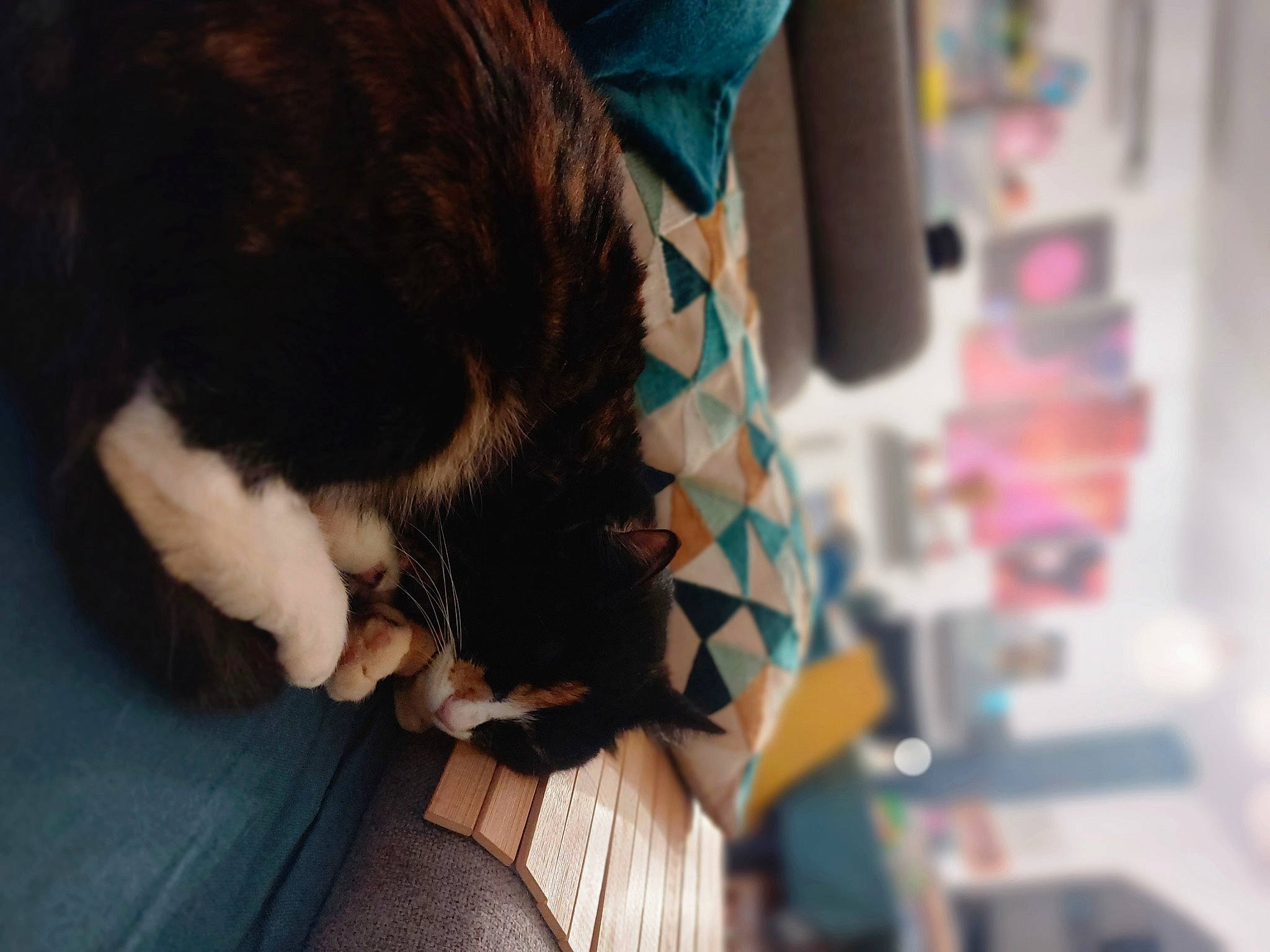 Maiko participe au concours pour gagner de l'argent avec cette photo : black_hair, canidae, carnivore, cat, comfort, companion_dog, dog_breed, domestic_short_haired_cat, felidae, foot, fur, human_leg, long_hair, nail, sitting, small_to_medium_sized_cats, sporting_group, tail, thigh, whiskers