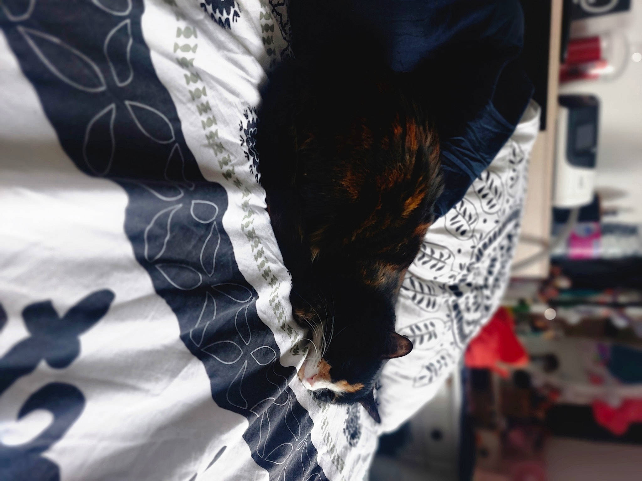 Maiko participe au concours pour gagner de l'argent avec cette photo : auto_part, denim, fashion_accessory, fashion_design, feather, flesh, fur, human_leg, linens, pattern, sleeve, sportswear, t_shirt, textile, tradition, tree, visual_arts, waist, wing