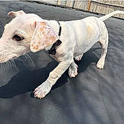 Toby is registered to the contest to win money with this photo: bow_tie, canine, collar, curious, dog, ears, fence, nose, outdoor, paw, pet, puppy, shadow, side_view, small_dog, sunlight, texture, walking, white_dog, young_dog