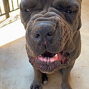 Ajax is registered to the contest to win money with this photo: dog, pet, canine, wrinkles, close_up, outdoor, concrete, fence, ear, mouth, teeth, paw, animal, friendly, sunlight, portrait, expression, tongue, gray_fur, companion