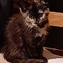 kitten, cat, tortoiseshell, furry, pet, animal, indoor, wooden_chair, sitting, cute, young, fur, whiskers, eyes, small, domestic_cat, feline, curious, closeup, soft_lighting