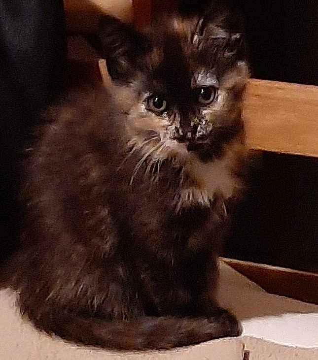 Chanel a rejoint le concours — aidez-le/la à gagner de superbes lots ! kitten, cat, tortoiseshell, furry, pet, animal, indoor, wooden_chair, sitting, cute, young, fur, whiskers, eyes, small, domestic_cat, feline, curious, closeup, soft_lighting
