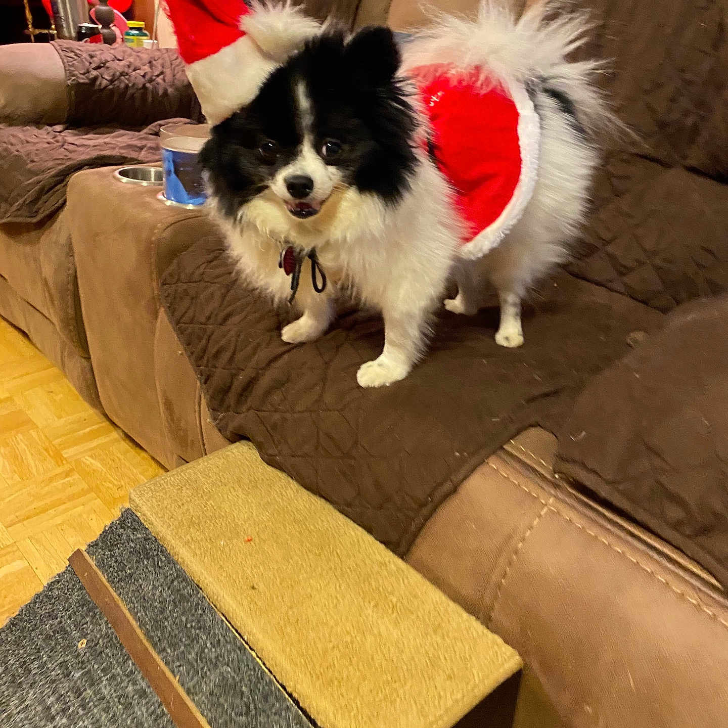 Tinkerbell joined the competition — help win amazing prizes! animal, architecture, canine, child, clothing, cockerspaniel, couch, cup, dog, dogbed, eskimodog, female, festival, furniture, girl, hat, papillon, person, pet, puppy