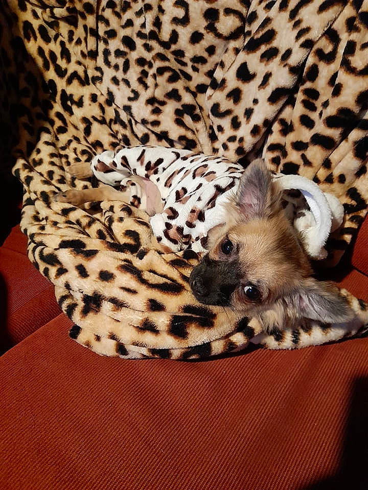 Rookie a rejoint le concours — aidez-le/la à gagner de superbes lots ! african_leopard, big_cats, carnivore, cat, comfort, domestic_short_haired_cat, fawn, felidae, fur, jaguar, leopard, linens, pattern, paw, small_to_medium_sized_cats, snout, tail, terrestrial_animal, whiskers, wildlife