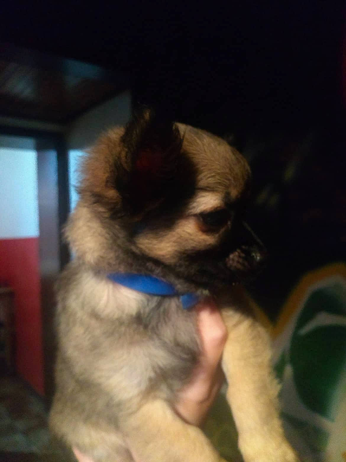 Rookie participe au concours pour gagner de l'argent avec cette photo : canidae, carnivore, companion_dog, dog, dog_breed, ear, electric_blue, fawn, fur, iris, non_sporting_group, pet_supply, snout, sporting_group, terrestrial_animal, toy_dog, whiskers, working_animal