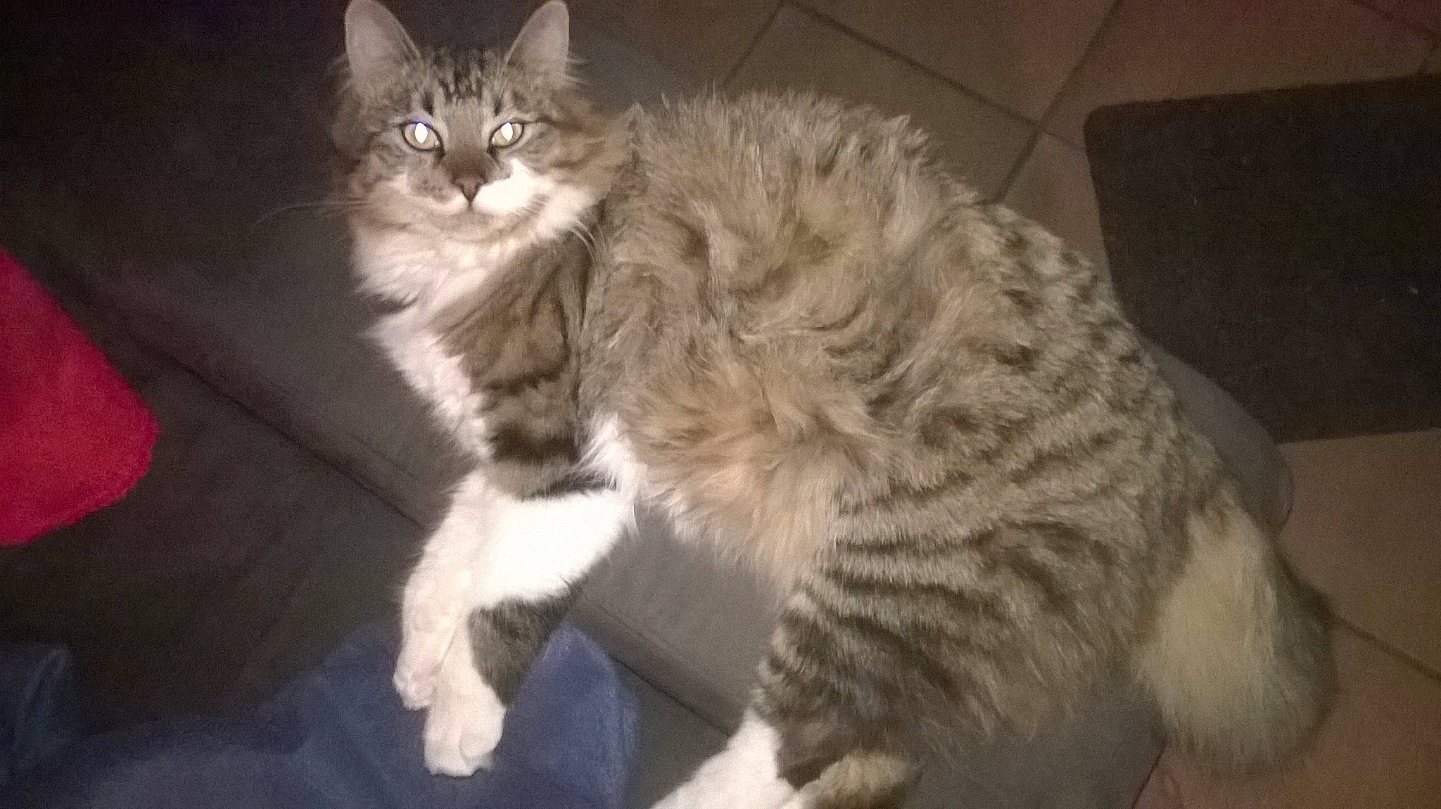 Elzo a rejoint le concours — aidez-le/la à gagner de superbes lots ! british_longhair, carnivore, cat, claw, comfort, domestic_short_haired_cat, felidae, fur, maine_coon, paw, sitting, small_to_medium_sized_cats, snout, tail, terrestrial_animal, whiskers